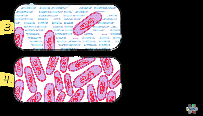 Antibiotic resistance steps diagram