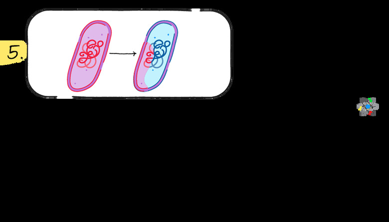 Antibiotic resistance steps diagram