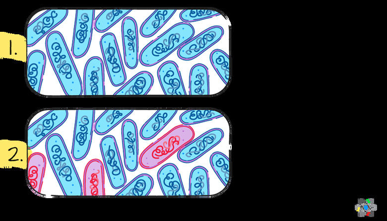 Antibiotic resistance steps diagram.