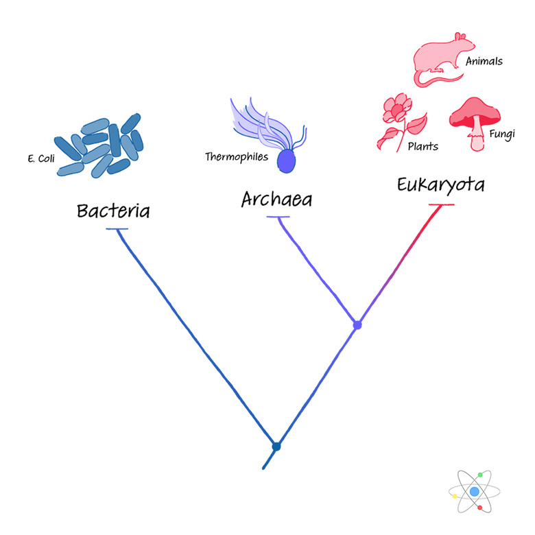 Archaea: Structure