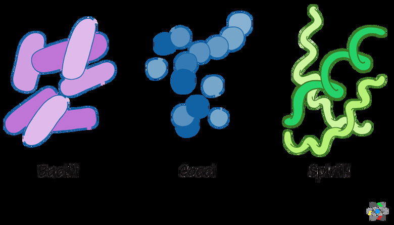 bacteria diagram