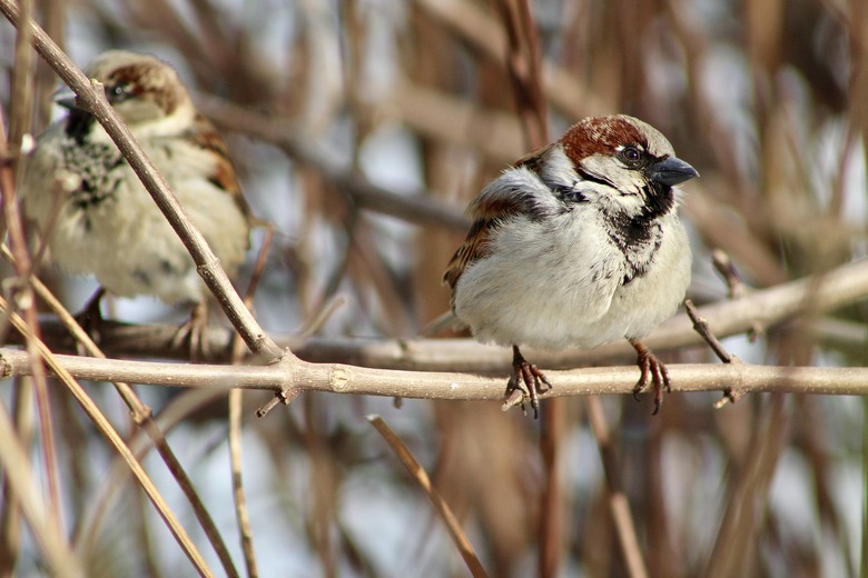 Sparrow in Central Park
