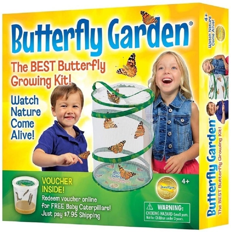 Butterfly garden kit
