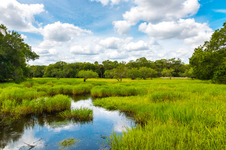 Florida wetland, natural landscape.