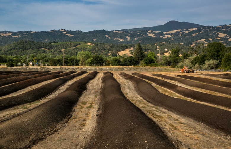 Harvest Nears In Sonoma County Wine Country