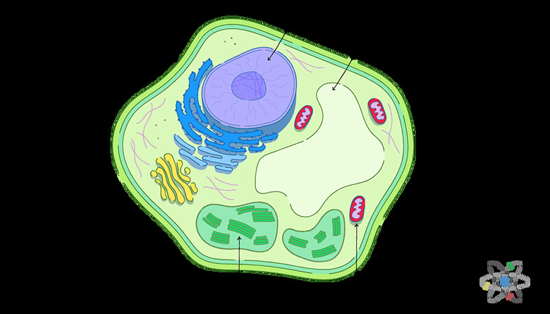 Cell Wall: Definition