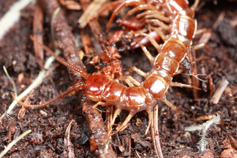 Centipede in soil