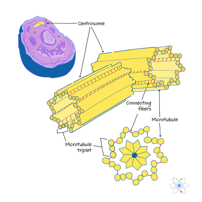 Centrosome: Definition