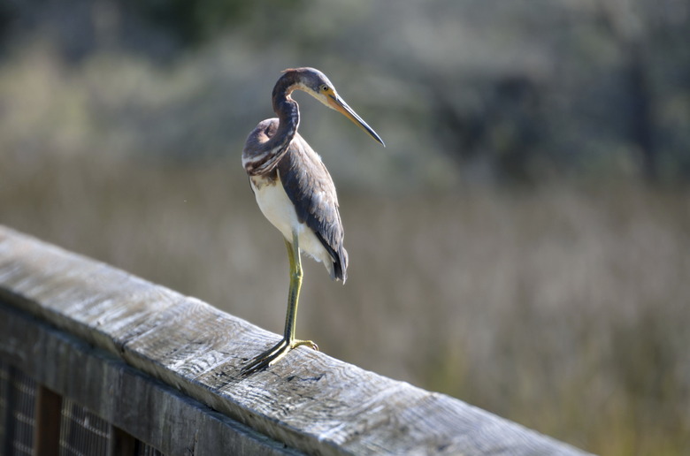 Tricolor Heron