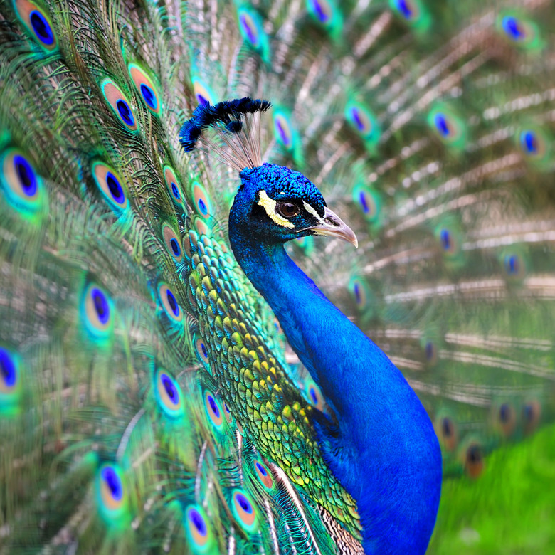 Peacock Colors Peacock Colors