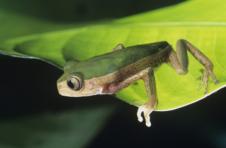 Green Frog on Leaf