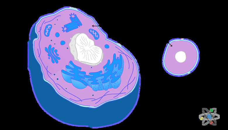 Cytoplasm: Definition