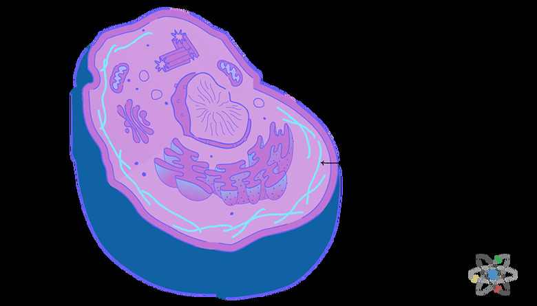 Cytoskeleton: Definition