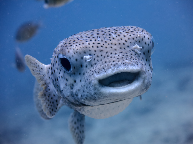 Underwater Cute Salt Water Porcupine Balloonfish Fish (Diodon hystox) Smiling