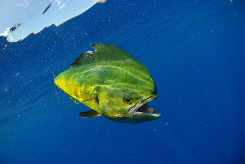 Mahi swimming in ocean