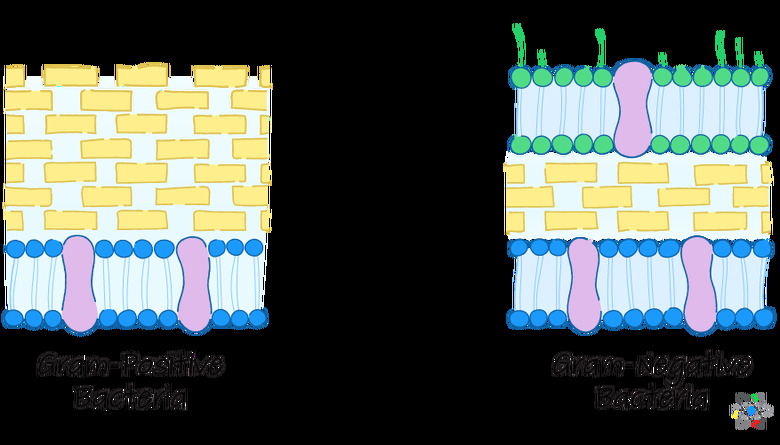 prokaryotes cell wall diagram
