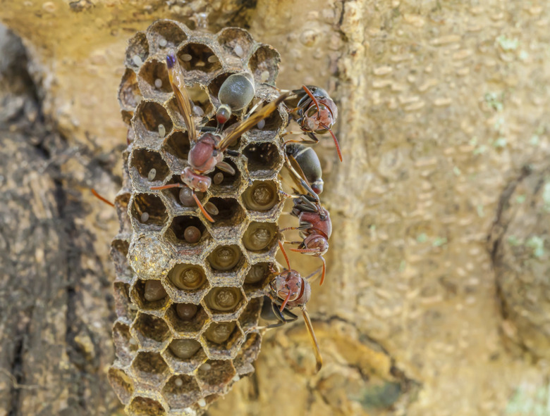 Wasps on nest