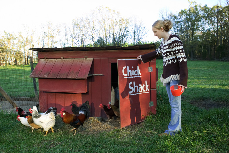 Teenage girl feeding chickens