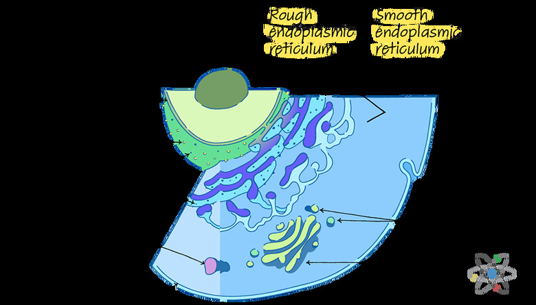 Endoplasmic Reticulum Rough & Smooth: Structure & Function with Diagram