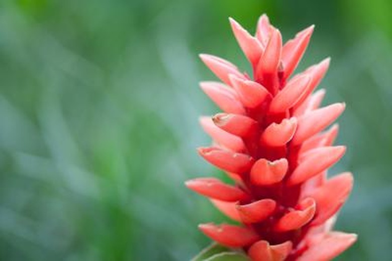 Bromeliad plant