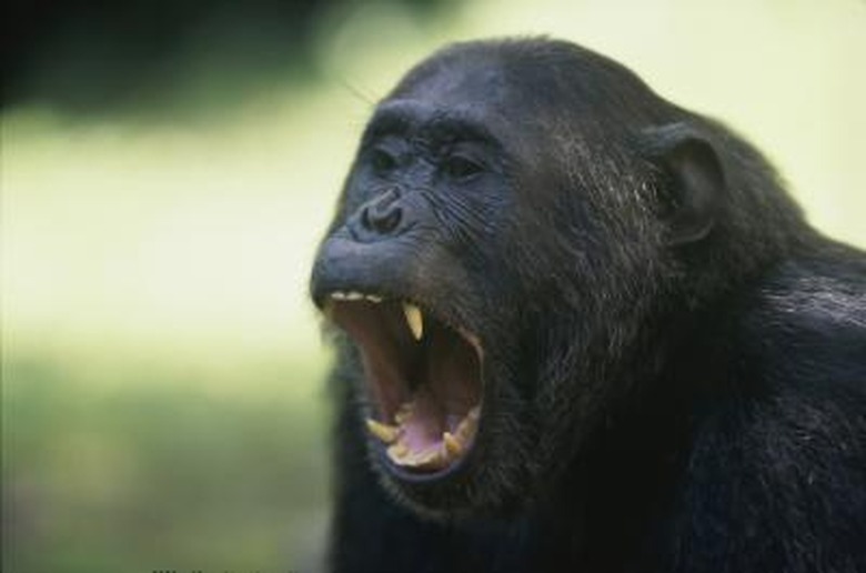 chimpanzee