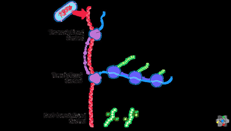 gene expression prokaryotes diagram