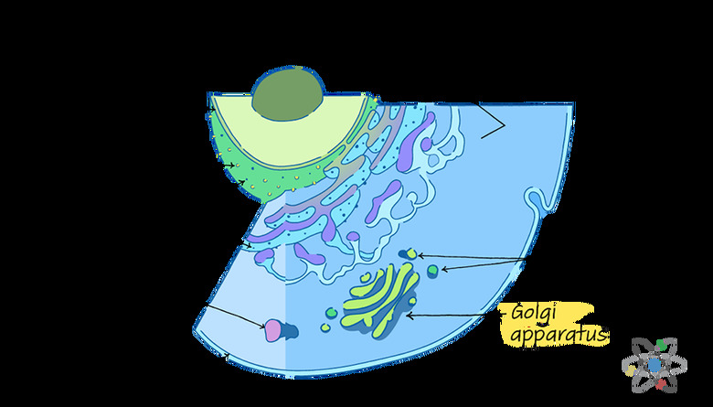 Golgi Apparatus: Function