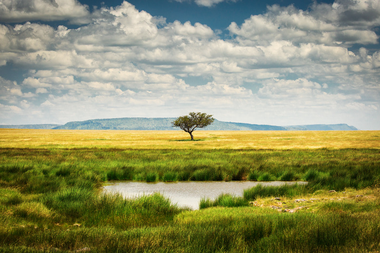 Grassland Biome Pictures Grassland Plants 2 Guide Field Studies