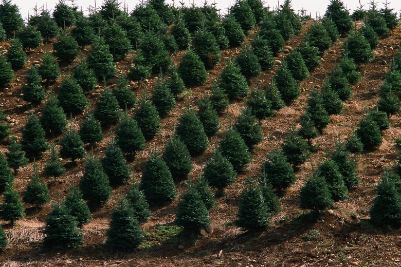 Fir tree farm