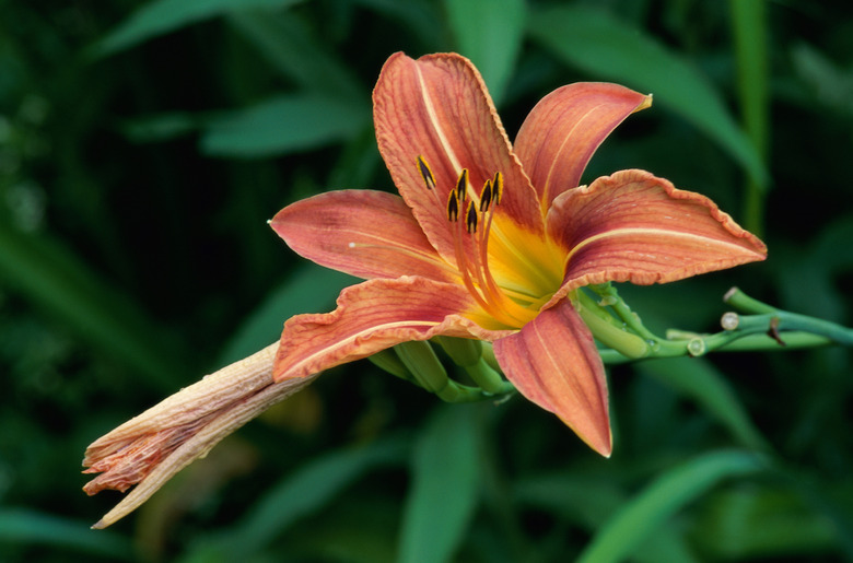 Close-up of a Day Lily (Hemerocallis sp.)