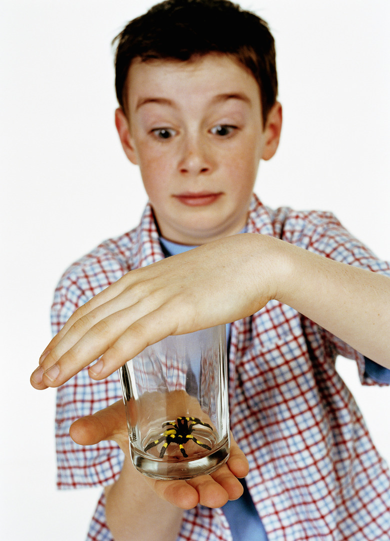 Boy 11-13 holding plastic spider in glass
