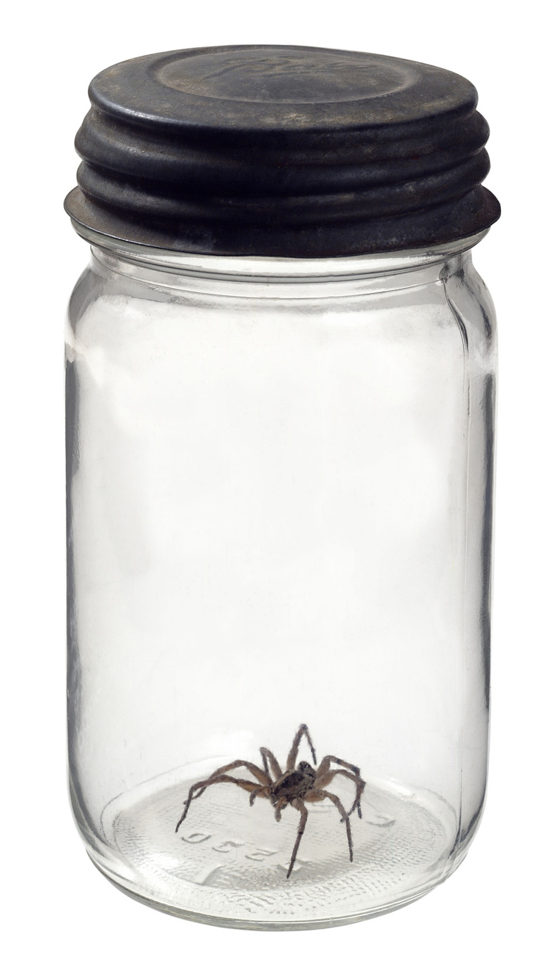 Spider in a specimen jar
