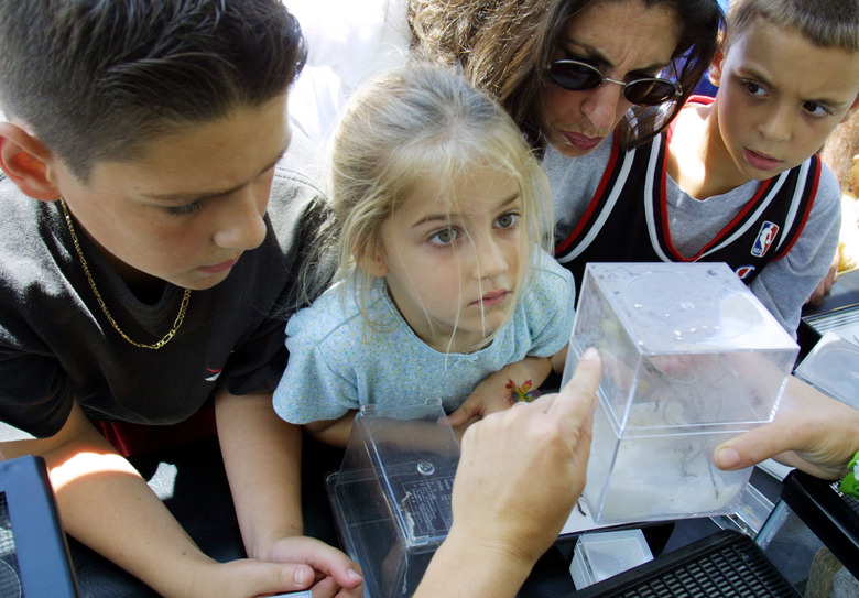 Bugs at Miami Metrozoo