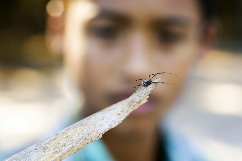 Boy observing spider on a stick