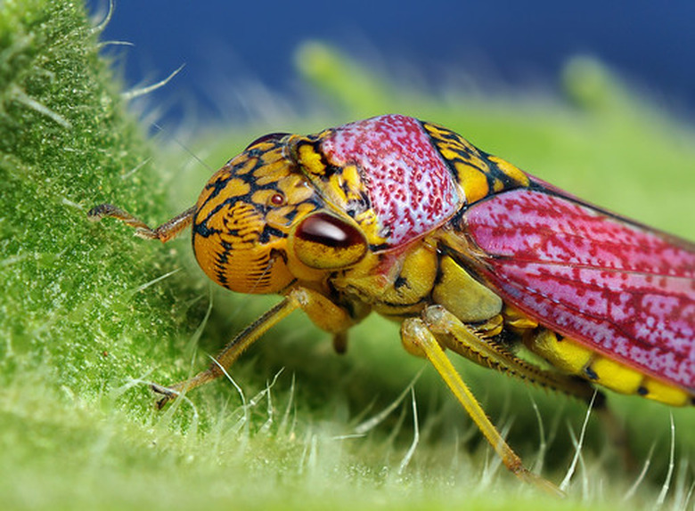 Interesting Facts About Plant Cells Sciencing interesting-facts-about-plant-cells-sciencing