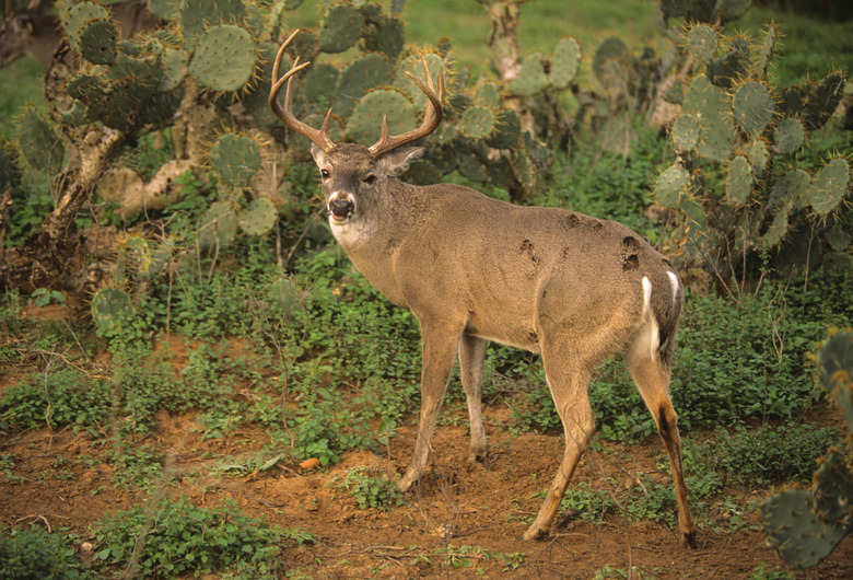South Texas Whitetail