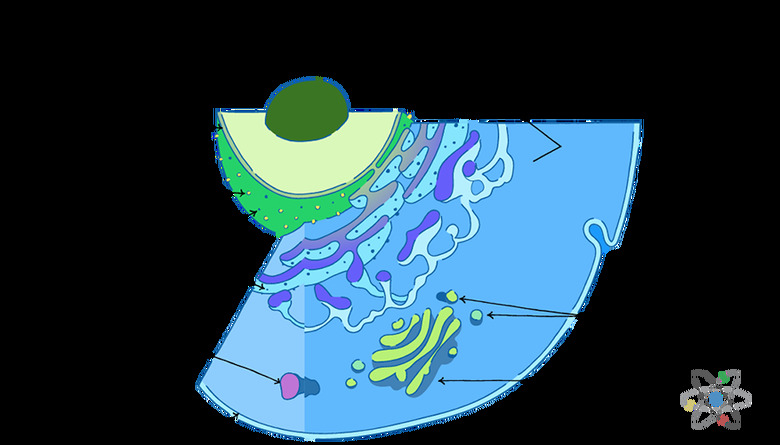 Lysosome: Definition