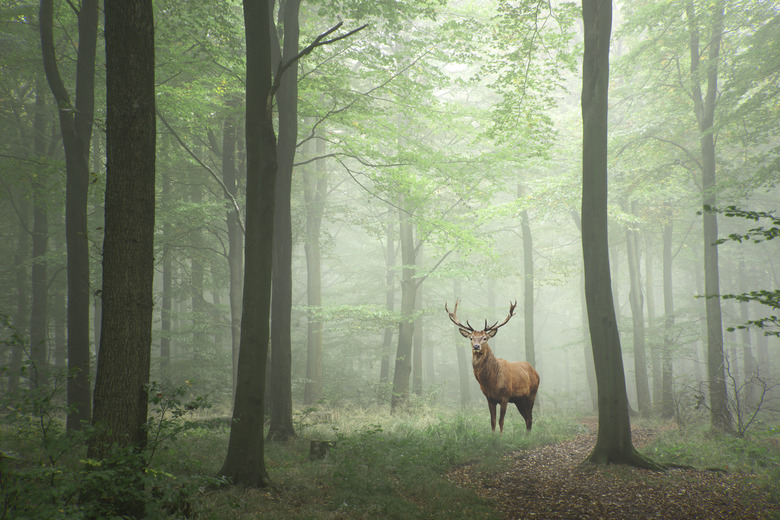 Red deer stag in Lush green fairytale growth concept foggy forest landscape image