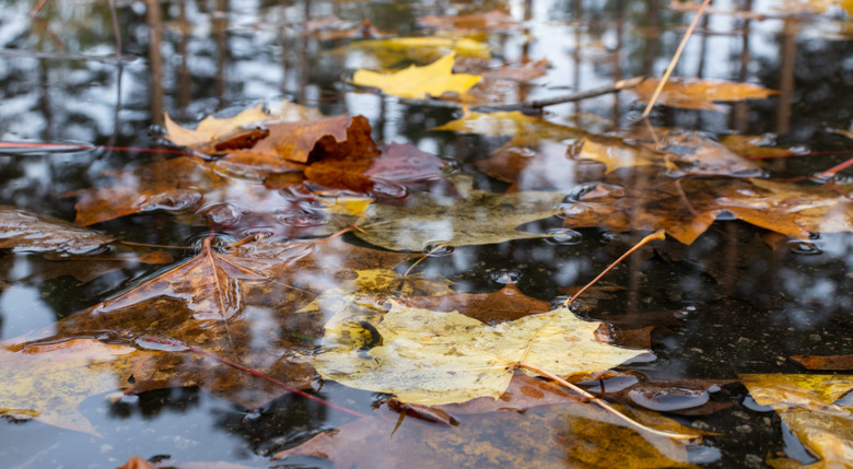 Autumn leaves in a rain puddle. Season background.