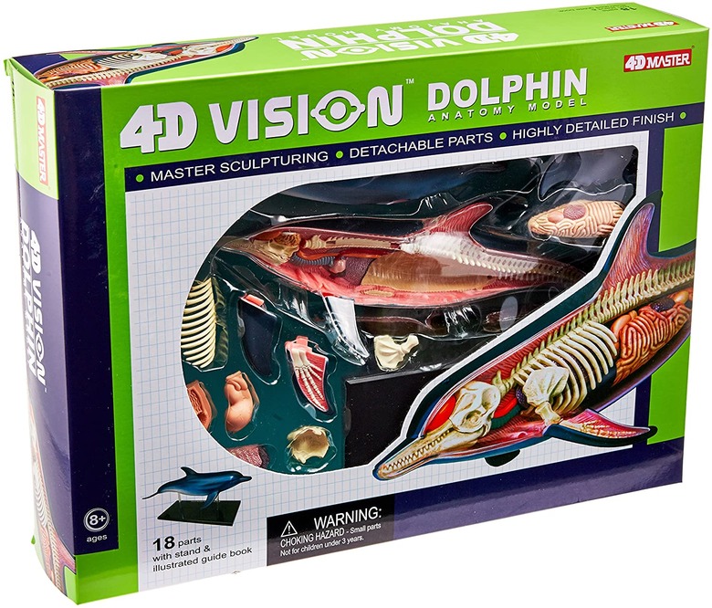 Dolphin anatomy science kit.