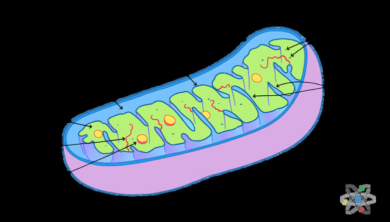 Mitochondria: Definition