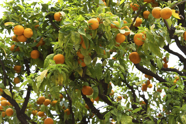 Nice - Orange tree