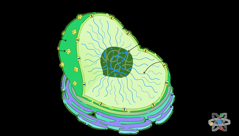 Nucleus: Definition