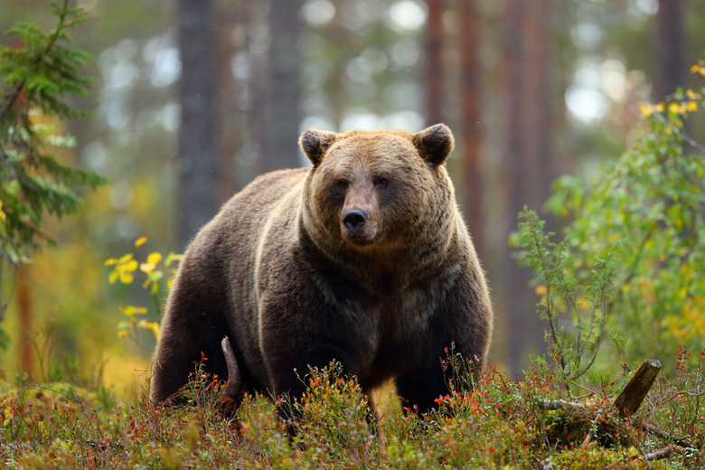 Big brown bear in a forest