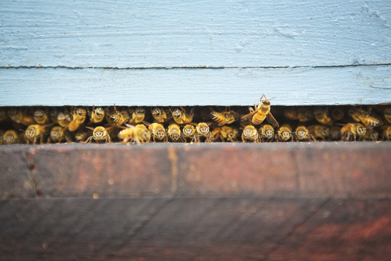 bee colony collapse