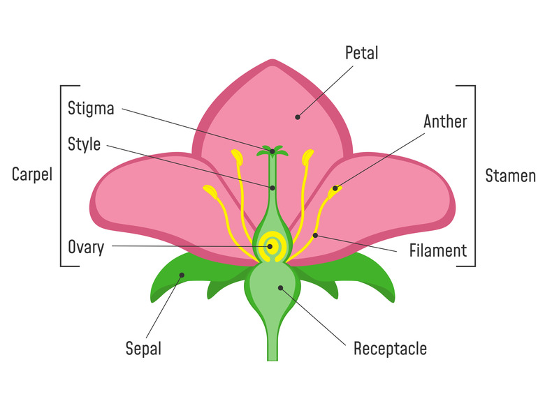What is the petal of a flower discount