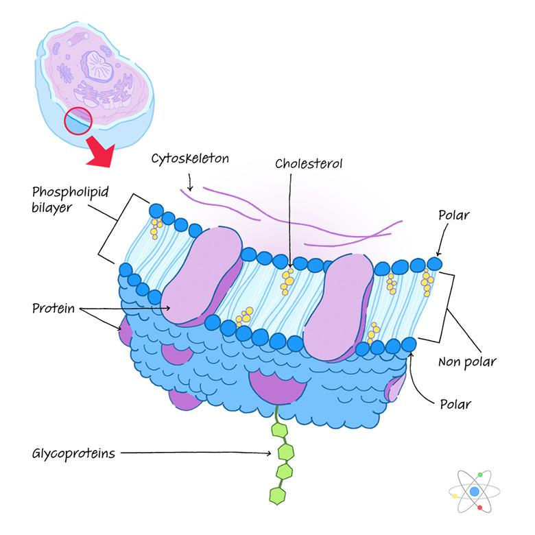 Plasma Membrane: Definition