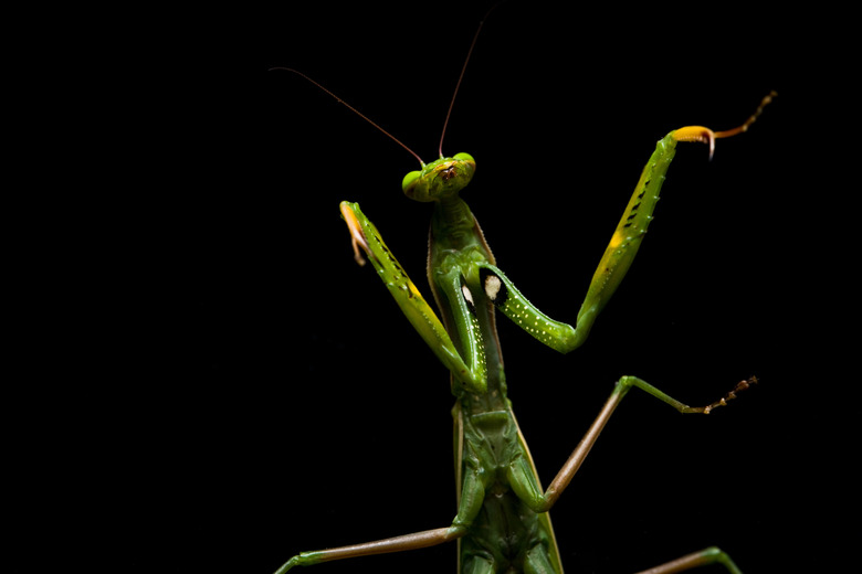Praying mantis