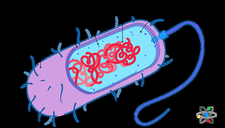 prokaryotic cell diagram