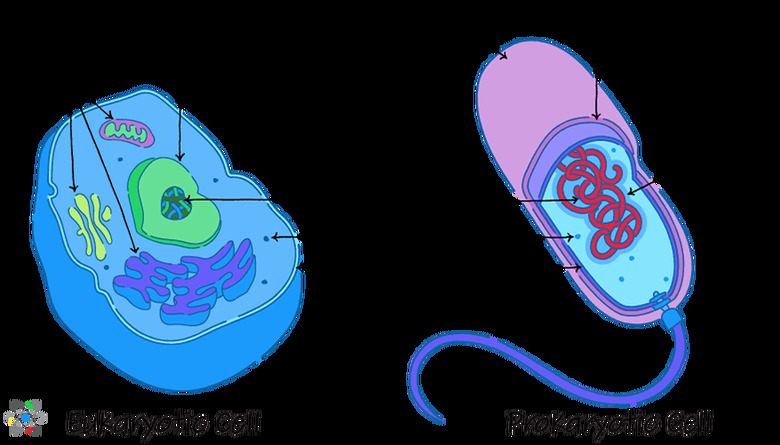 prokaryotic vs eukaryotic cell diagram
